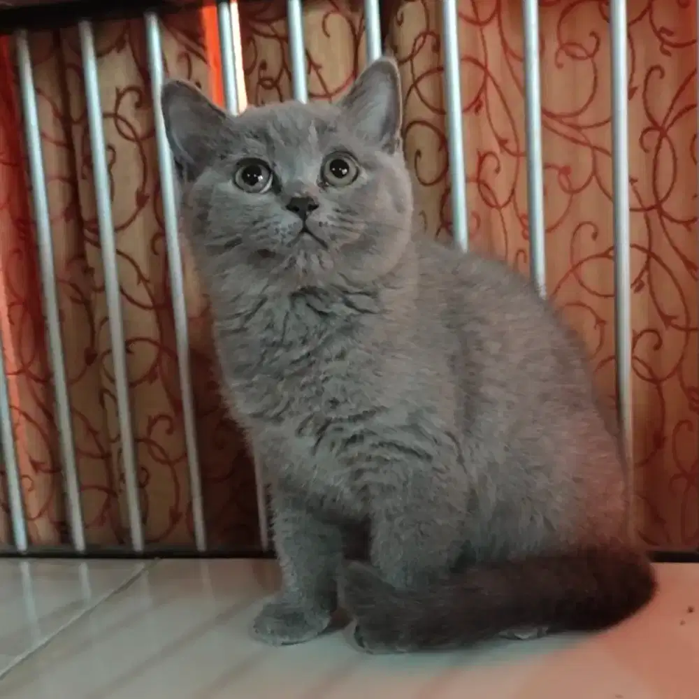 BSH Cantik pure breed