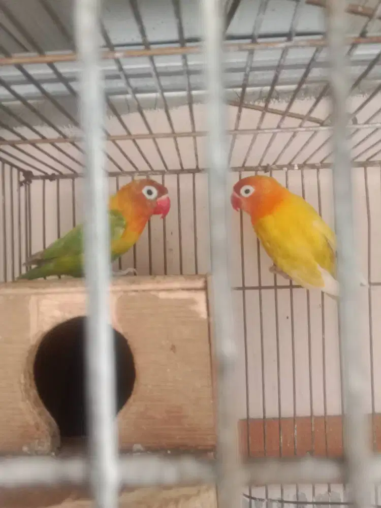 Burung Love bird Sepasang