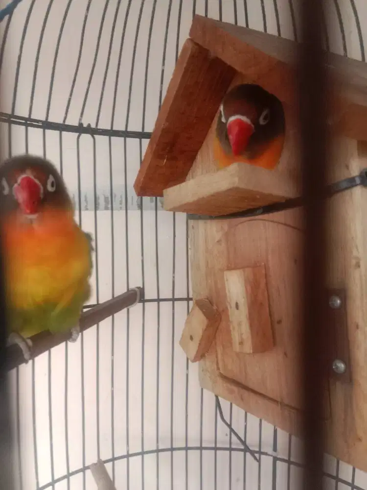Lovebird Sepasang