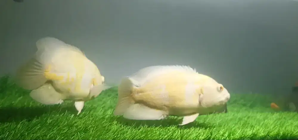 Ikan oscar sepasang (albino)