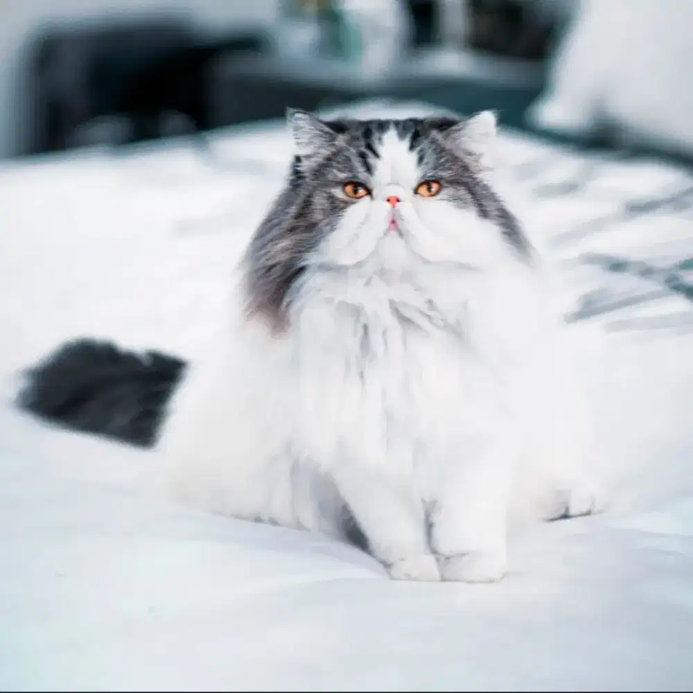 Lepas adopt kucing Persia peaknose exotic