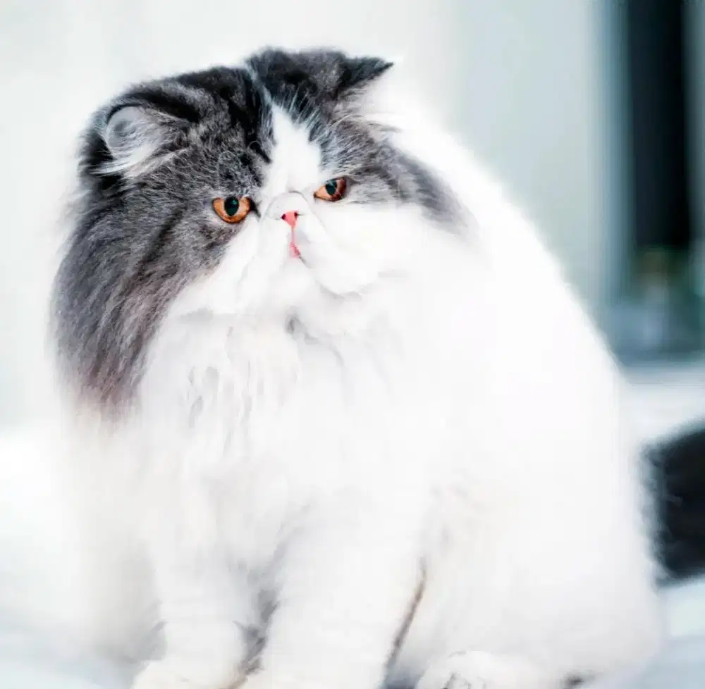 Lepas adopt kucing Persia peaknose exotic