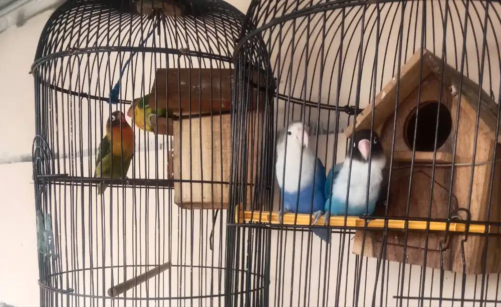 Burung Lovebird
