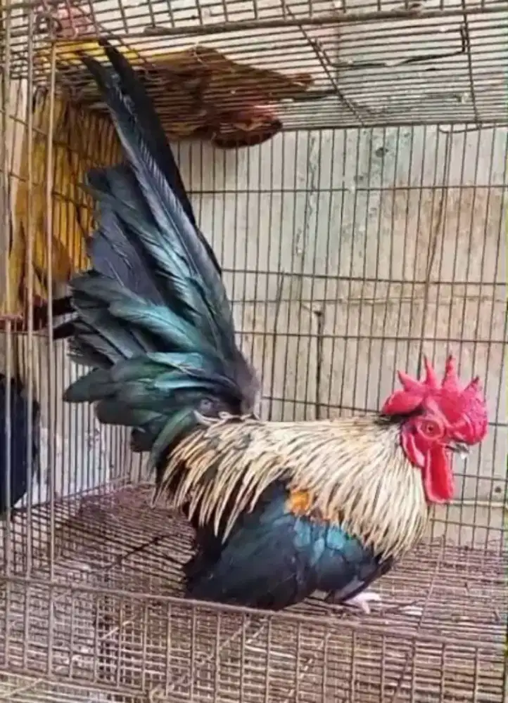 Ayam kate jantan