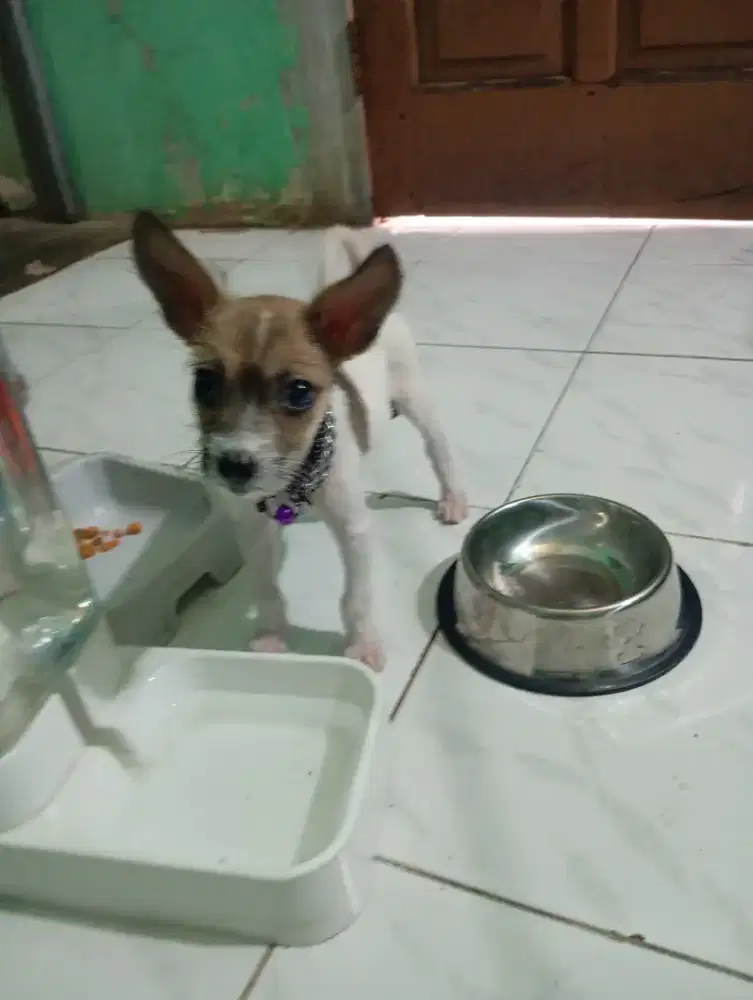 Jual mini chihuahua