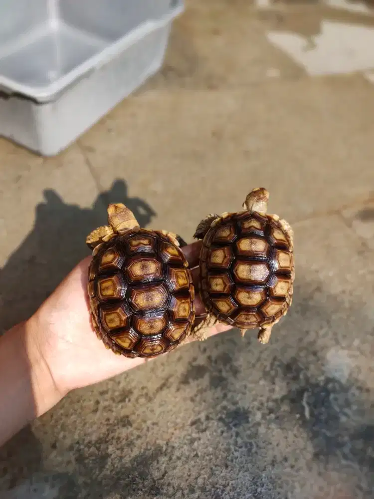 sulcata 8 dan 9 cm BUKAN pardalis, kuku lengkap hidung plong