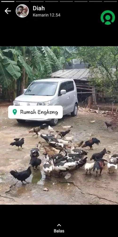 Jual Ayam kampung