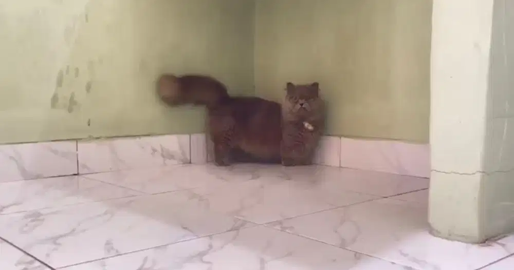 Kucing Munchkin BSH