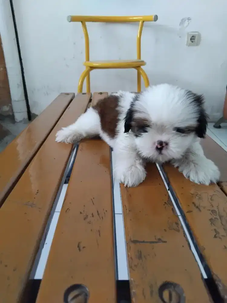 Shitzu betina.. puppy...