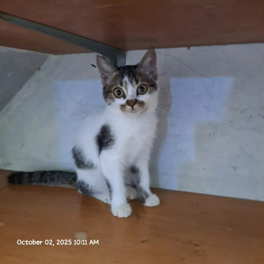 Kitten Anak Kucing Siam mix British long hair