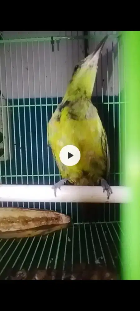 Cucak cungkok trotol, pastol gacor2 brisik