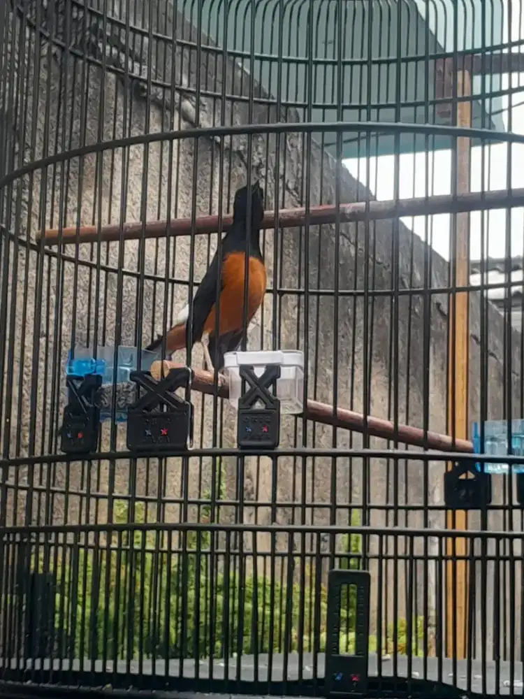 Murai pastol. Jantan