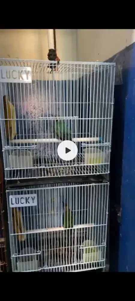Cucak cungkok pastol trotol banyak