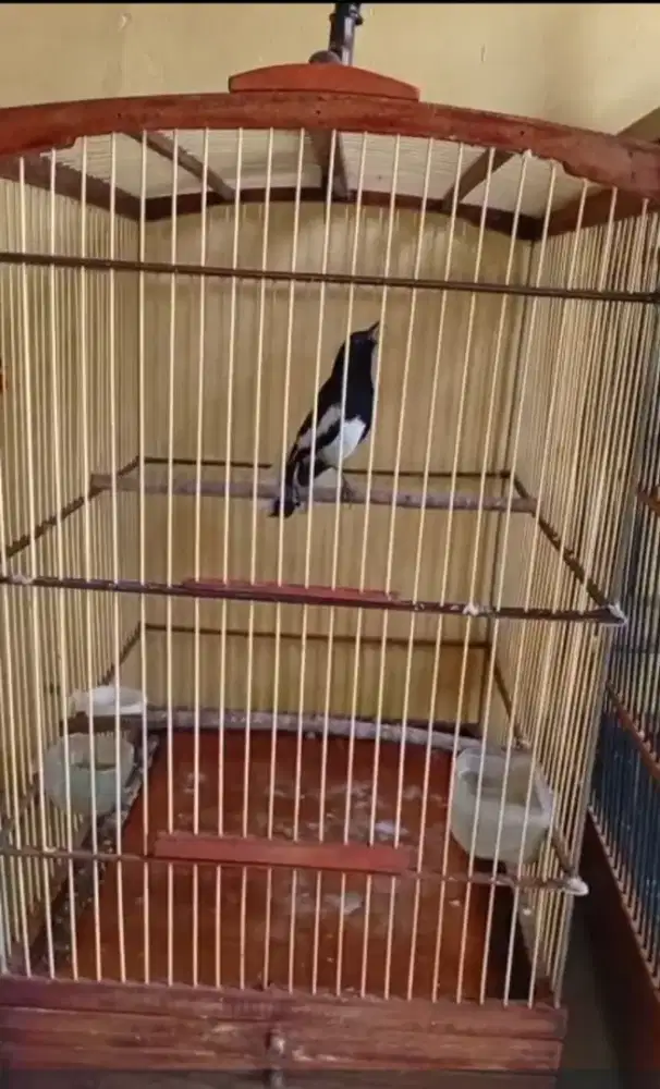 Burung Kacer gacor dor 750 ribu burja