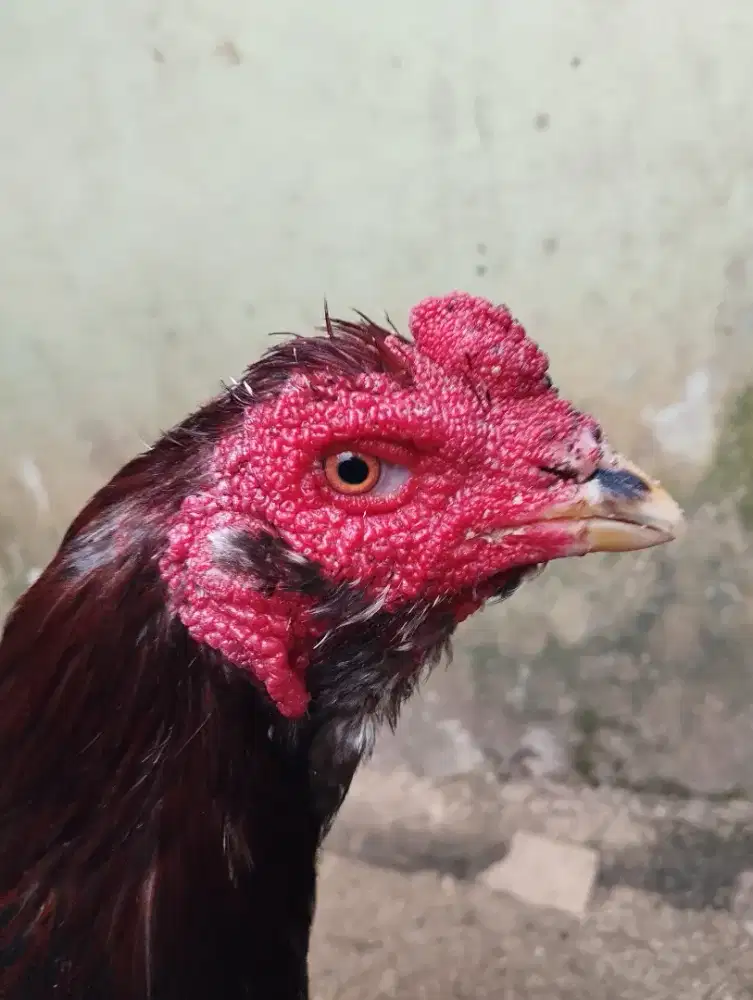 Pacek kelabu api