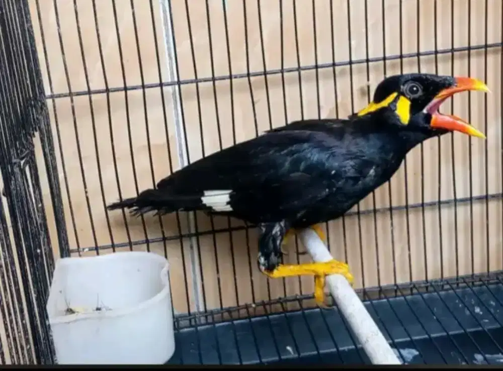 Burung beo 1,5 juta