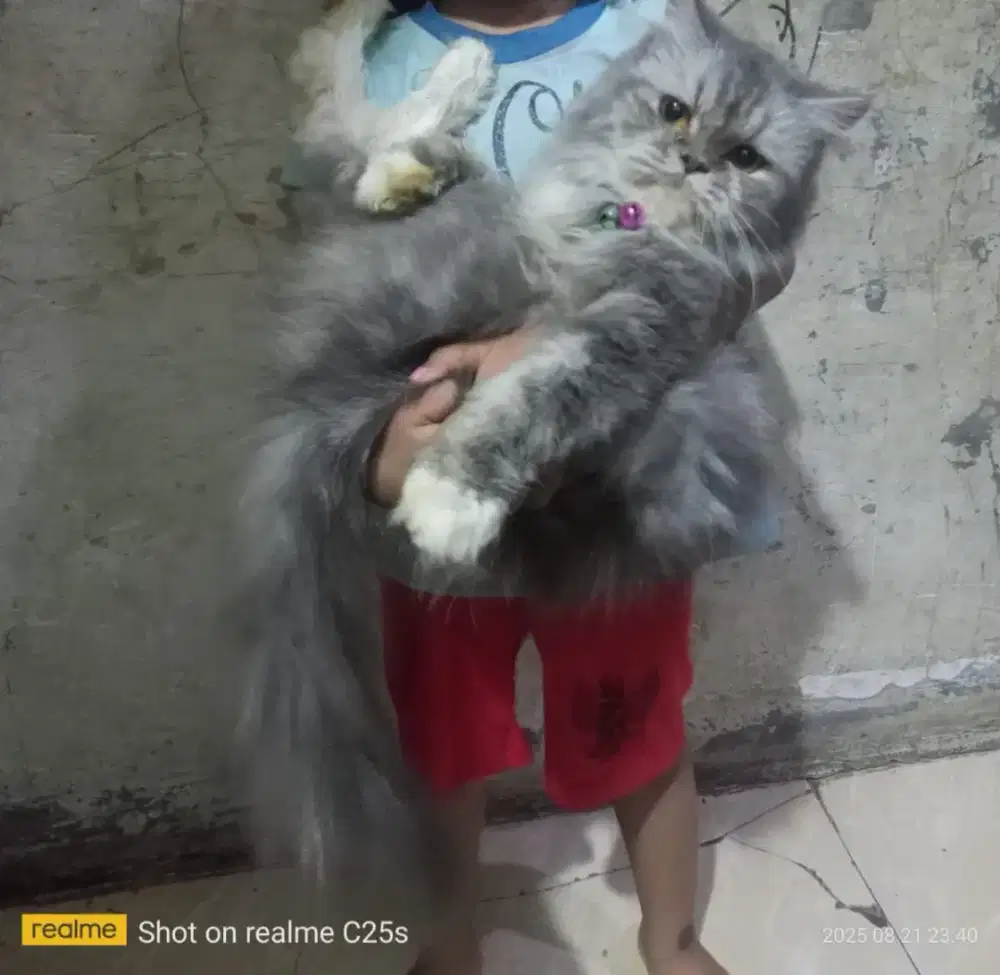 Adopsi kucing persia