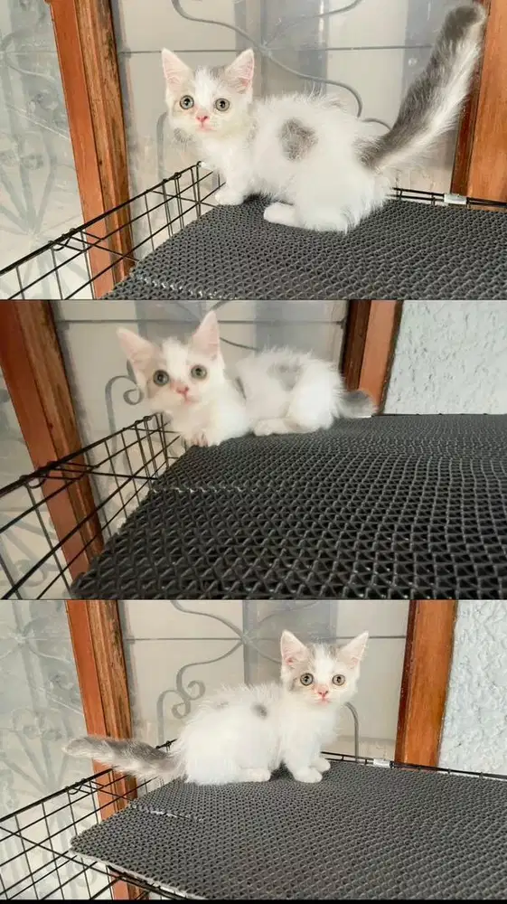 Kucing Munchkin