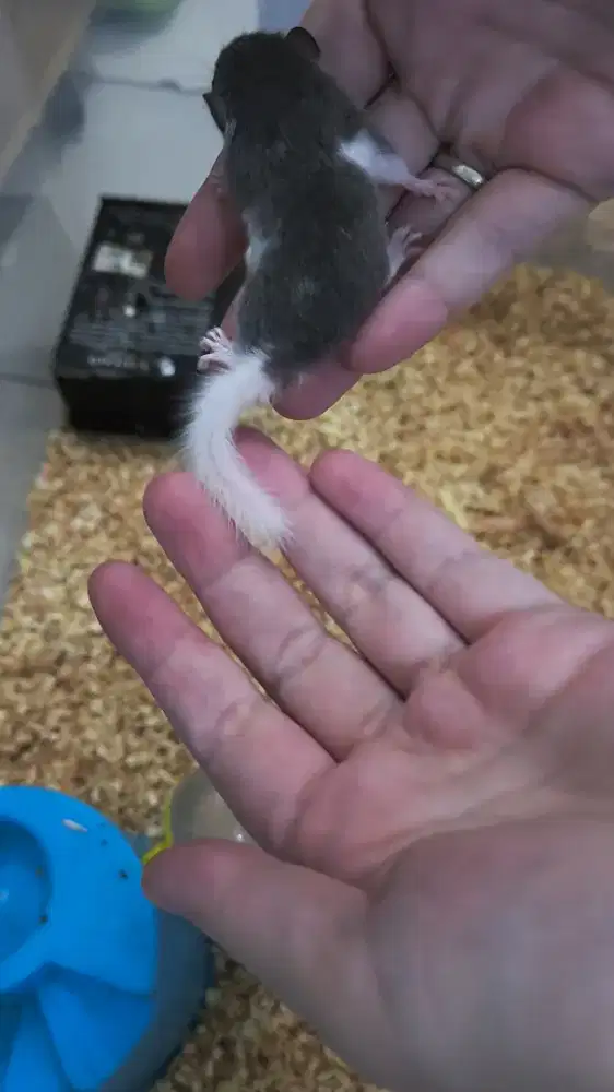 Borongan anak dormice usia 1 bulan