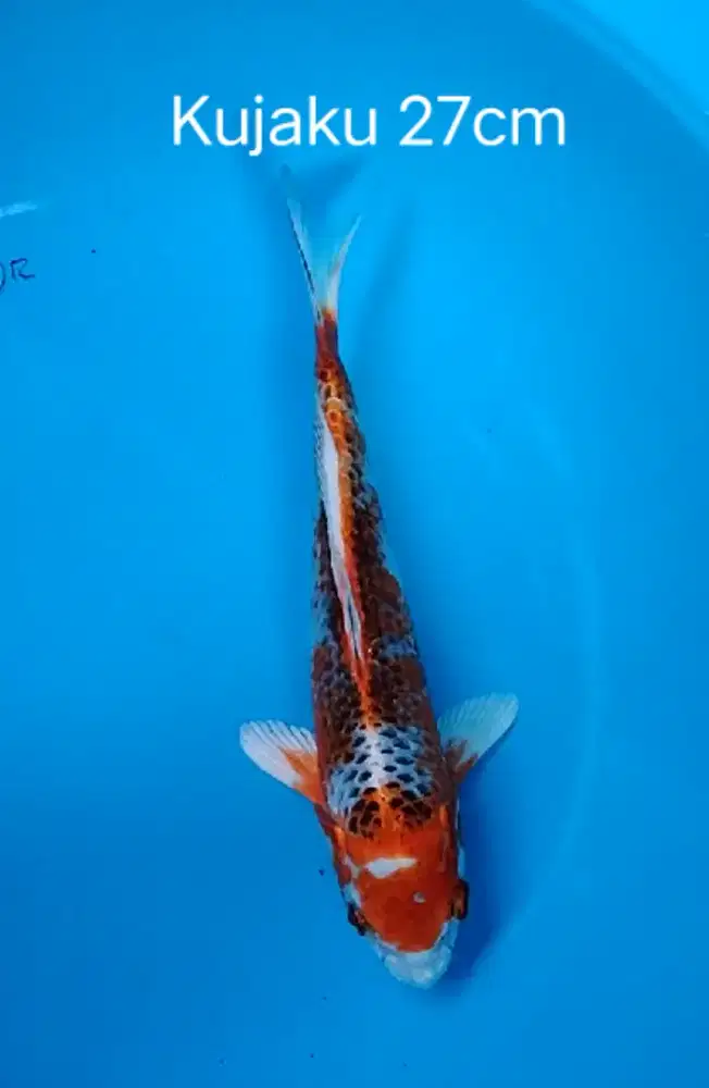 Koi jenis kujaku size 27cm