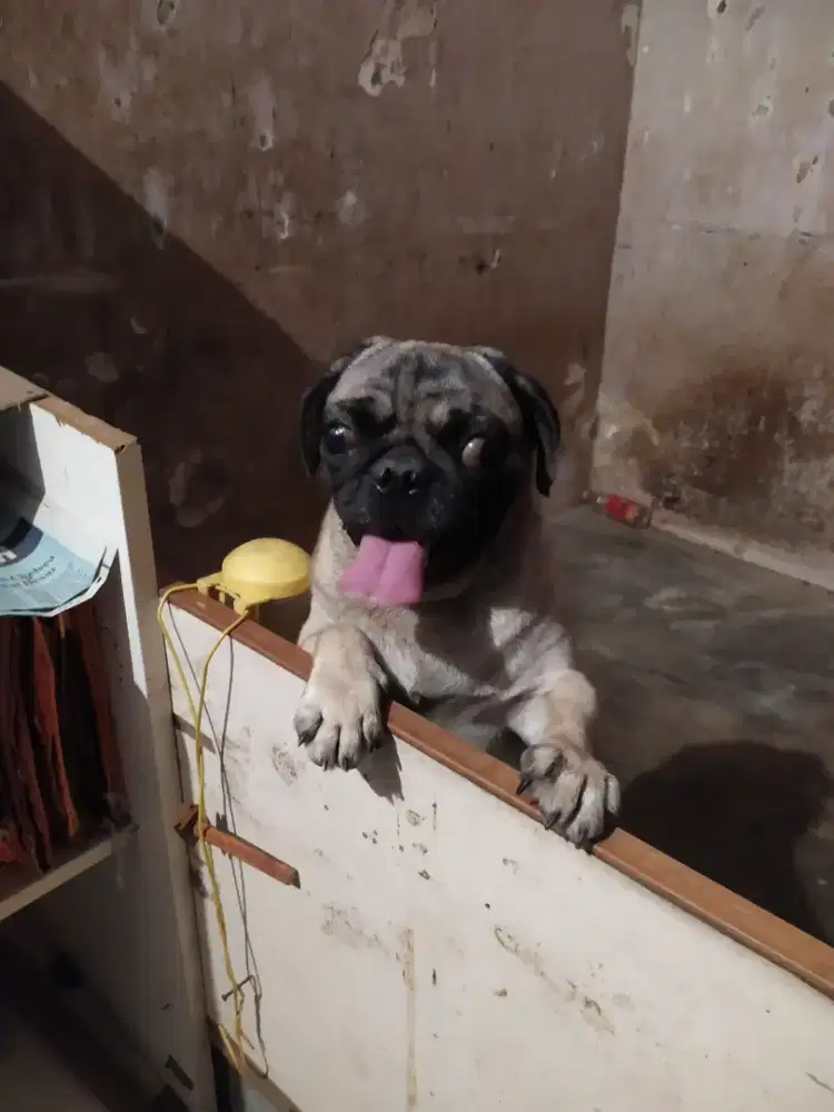 Dijual anjing pug betina,mau loop...