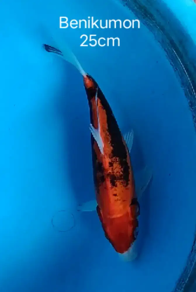 Koi benikumonryu 25cm