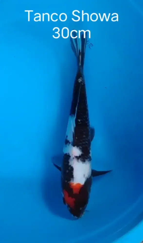 Ikan koi Tanco Showa 30cm