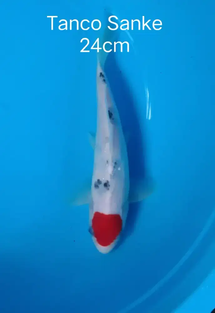 Koi Tanco Sanke 24cm