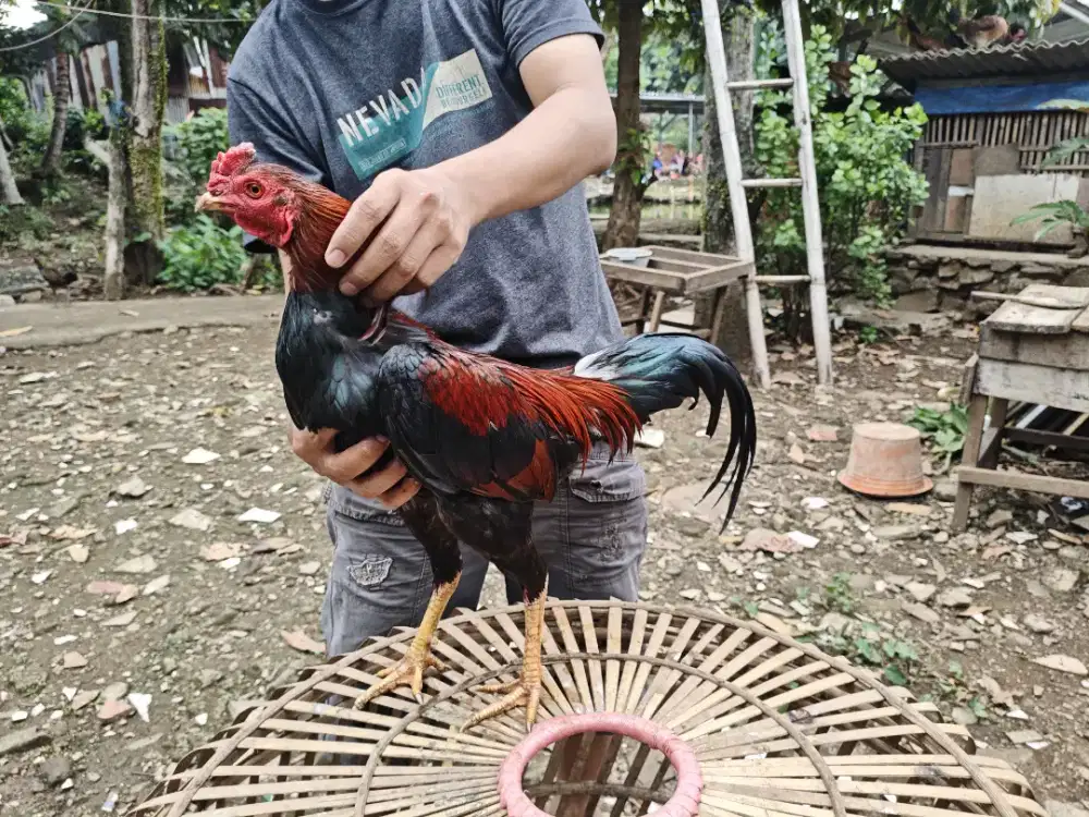 Ayam bangkok pamangon