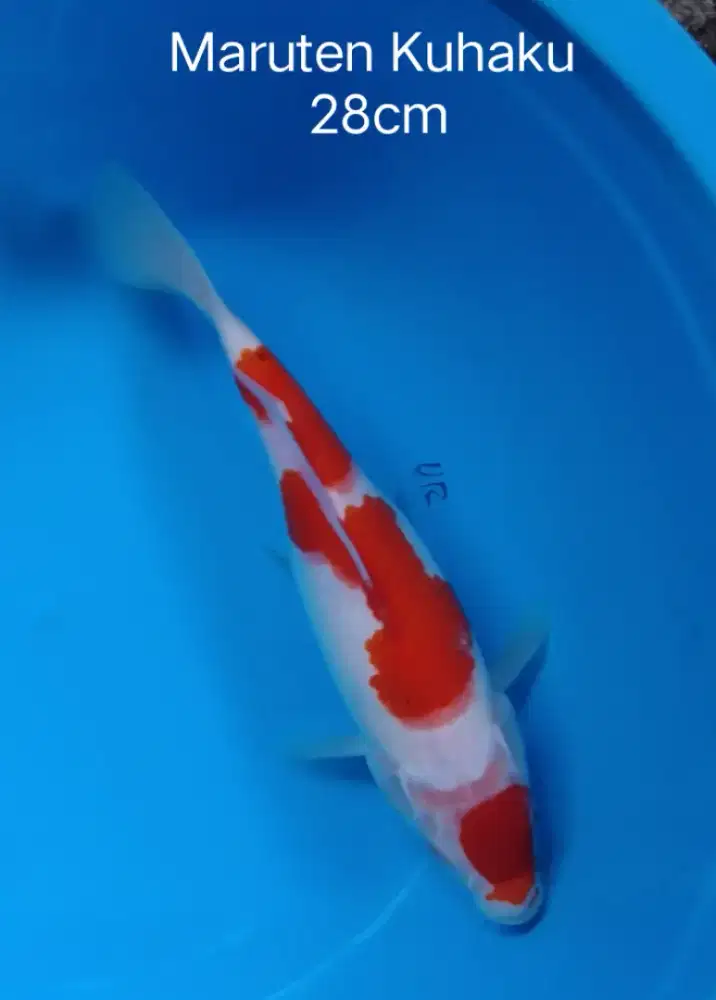 Koi kuhaku size 28cm