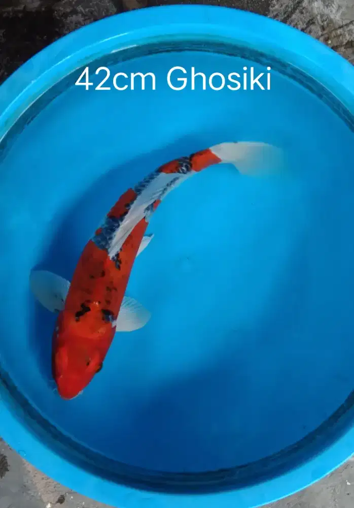 Koi jenis Ghosiki Size 42cm