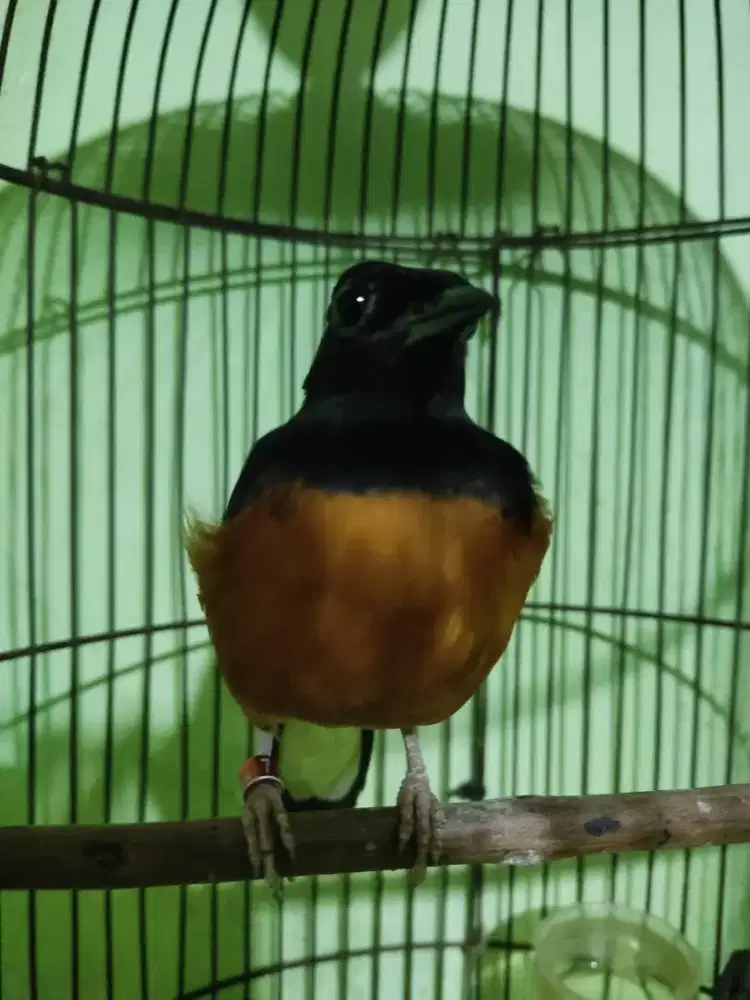BURUNG MURAI BETINA