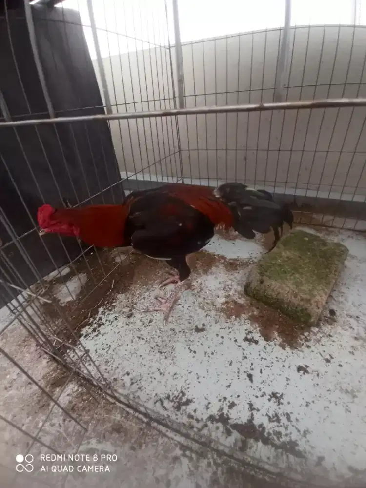 Ayam bangkok umur 7 bulan belum pernah di abar