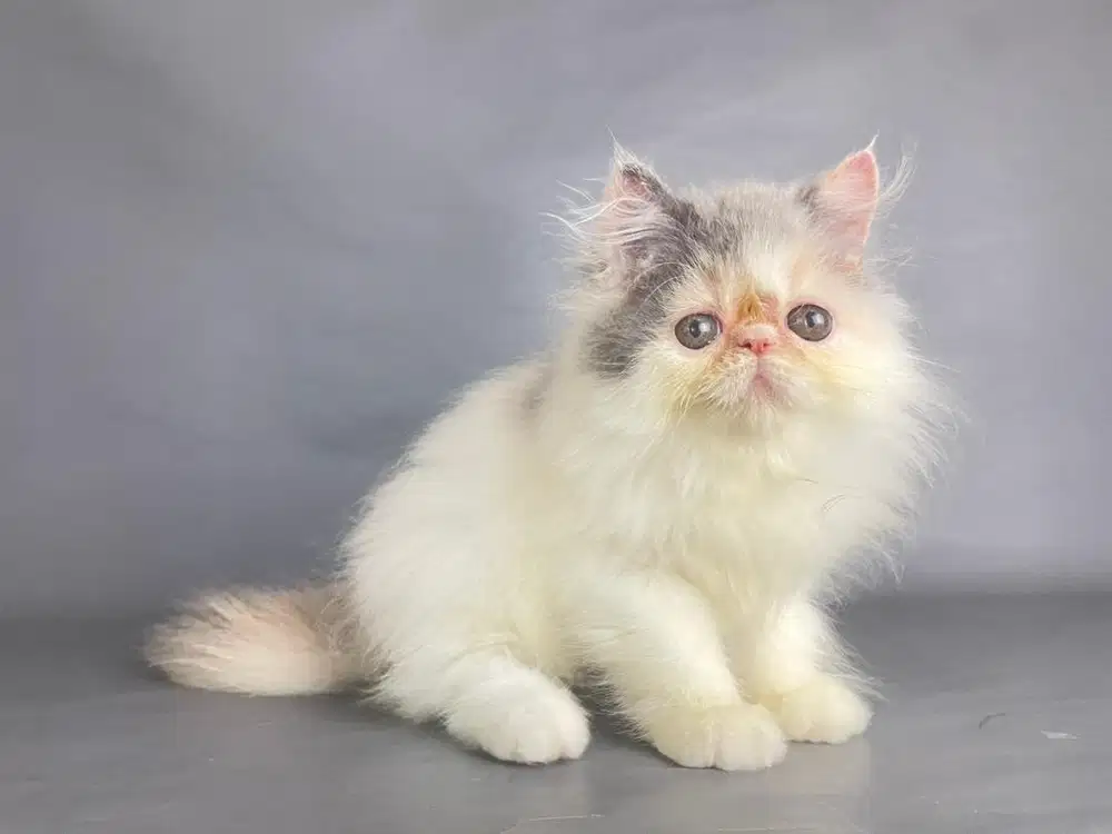 Kitten Persia Peaknose