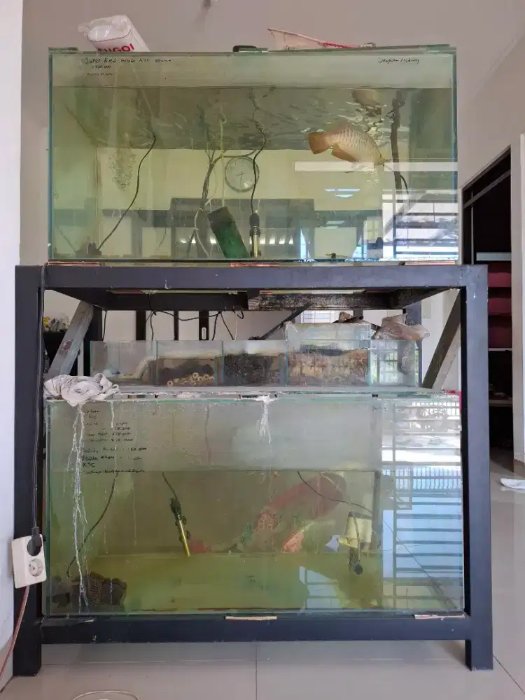 Paket Arwana super red arwana golden red akuarium