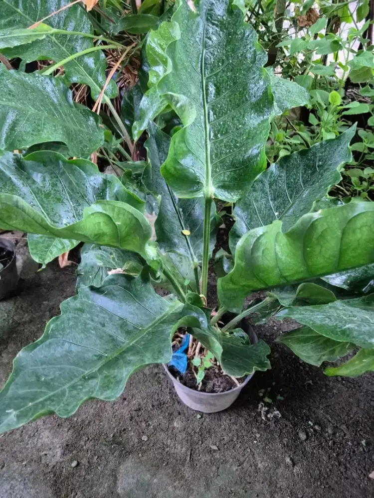 Dijual.Anthurium plowmanii atau gelombang cinta 