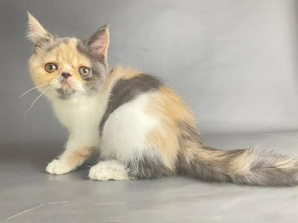 Kitten Persia Peaknose Short Hair