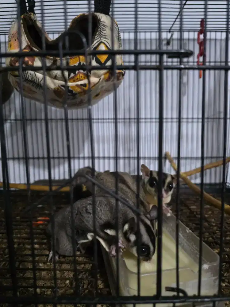Jual sugar glider