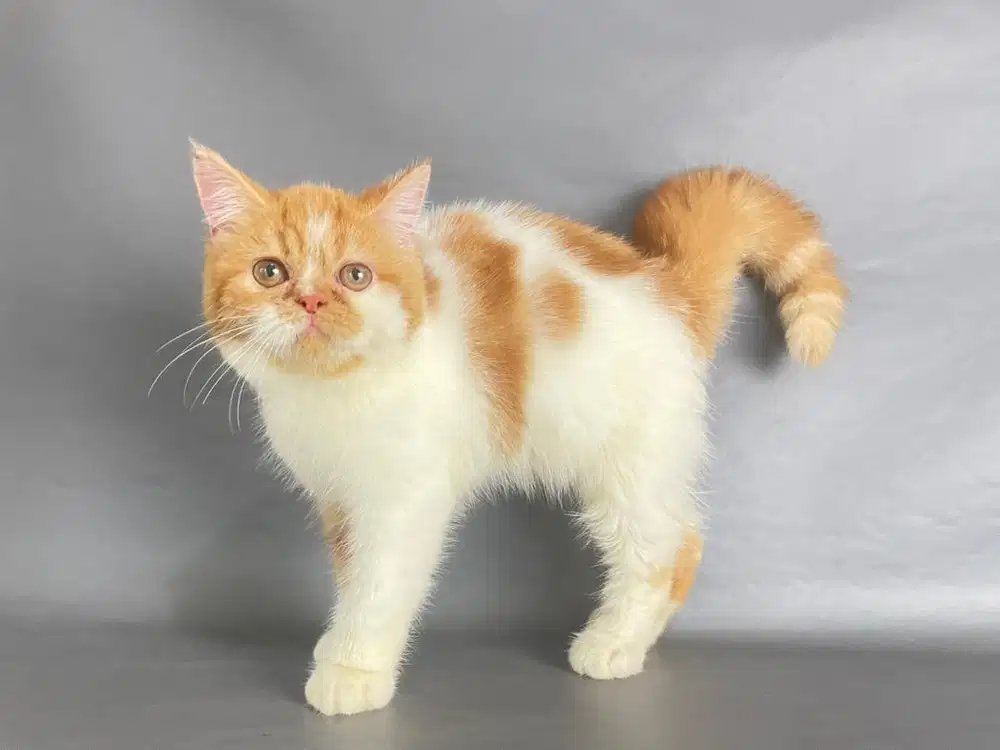 Kitten Persia Short Hair