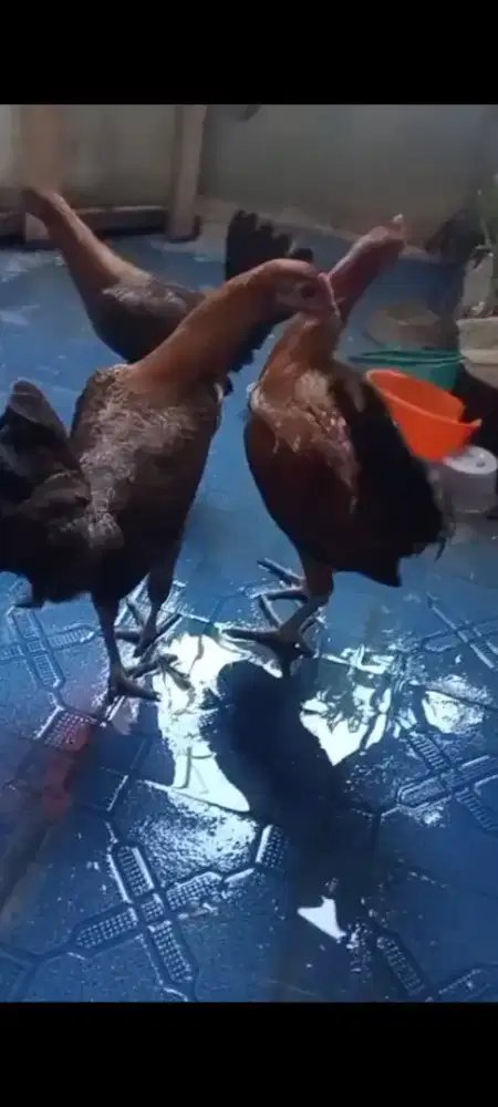 Ayam Arab Murah