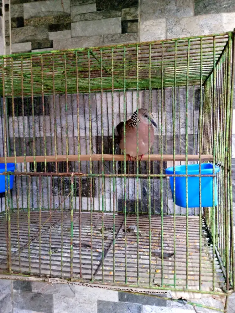 Tekukur kuk 1 jantan