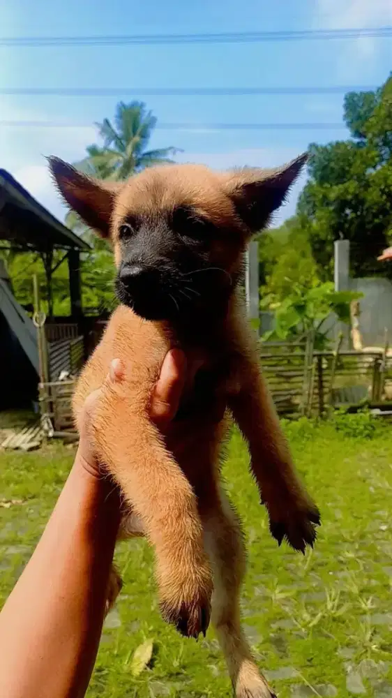 American Akita X Belgian Malinois