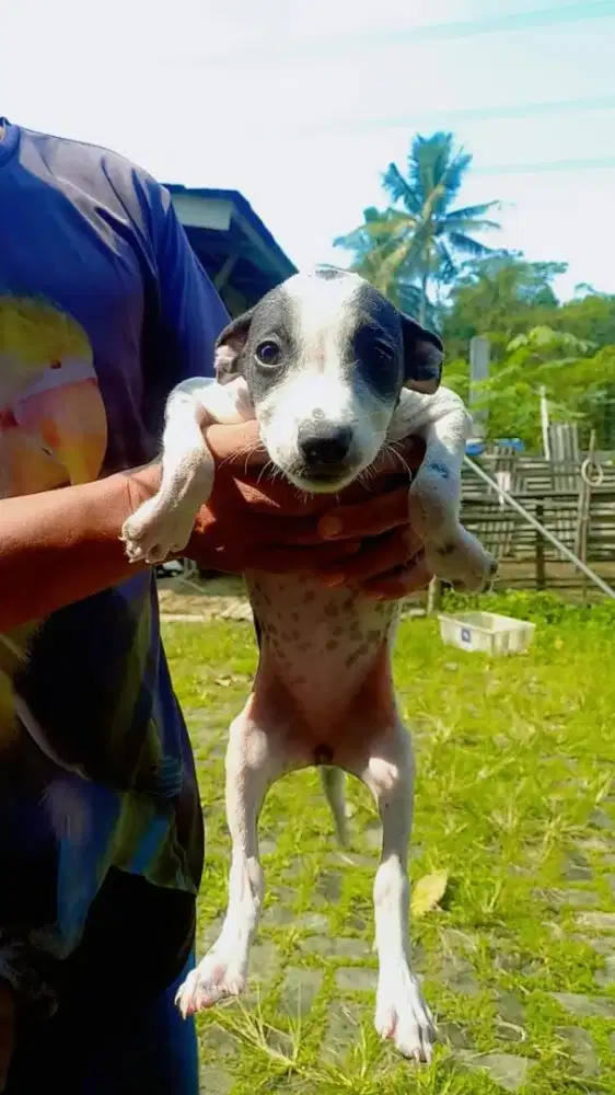 Puppies lokal/mongrel/kampung