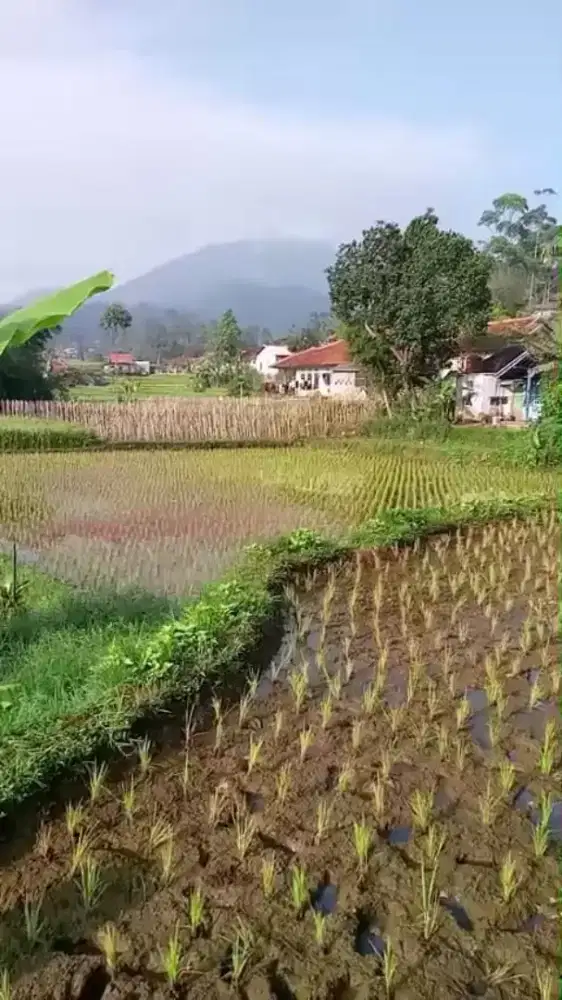 Jualbtanah murah pinggir jlan desa area rawabogo ciwidey