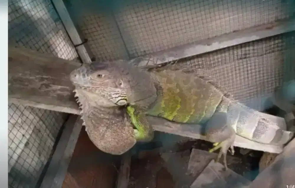 Gren Iguana dewasa