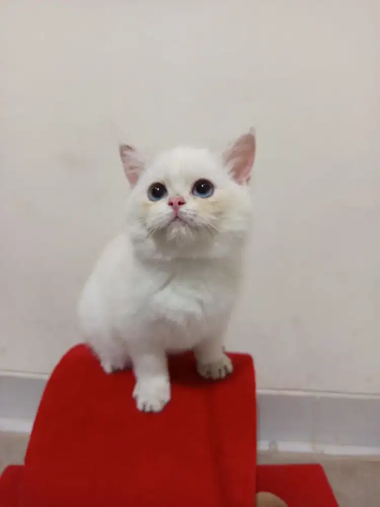BRITISH SHORTHAIR SILVER KITTEN