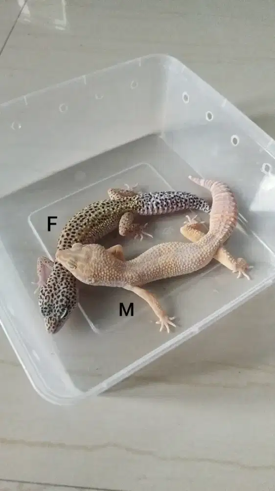 Leopard Gecko Sepasang