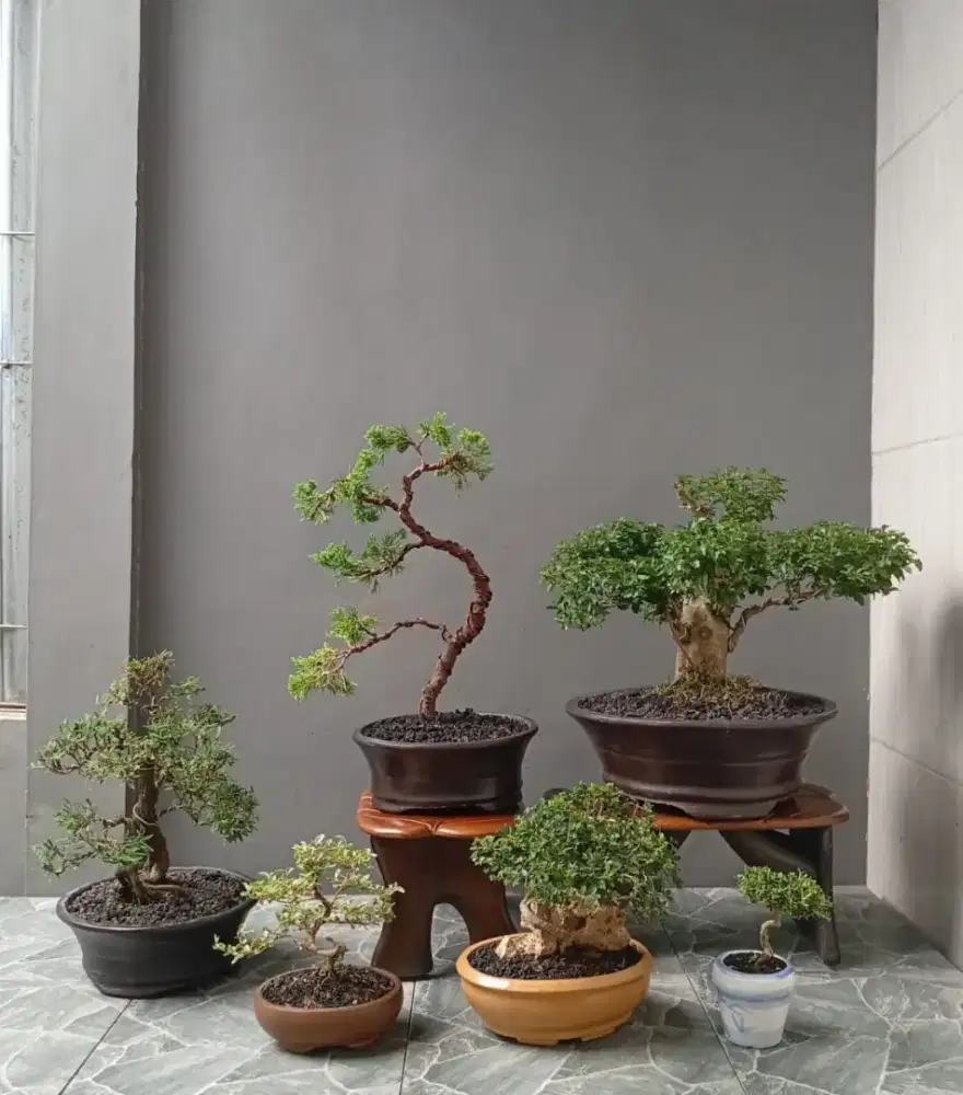mini bonsai unik ada 6 pohon
