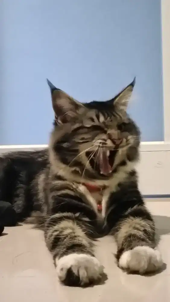 Kucing Mainecoon mix Persian (Dominan Mainecoon)