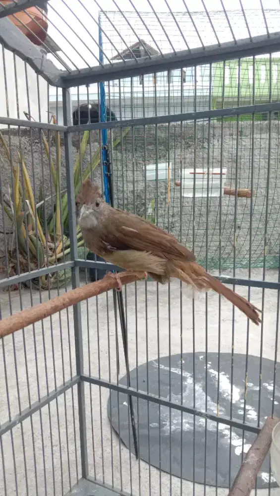 Burung Kapas Tembak Jantan Bunyi Dorong Sayap